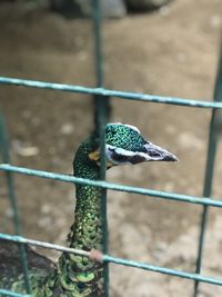 Close-up of bird perching on railing