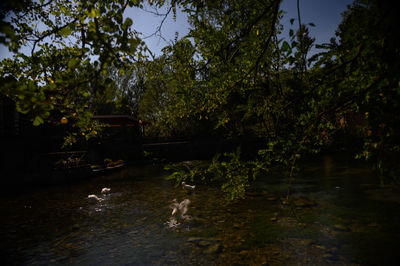 View of a lake in a forest