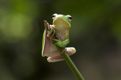 Close-up of lizard on plant