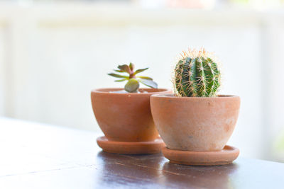 Close-up of potted cactus plant on table