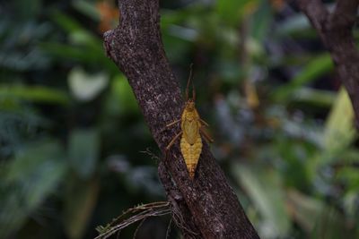 Close-up of leaves on tree trunk in forest