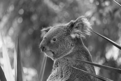 Close-up of koala 