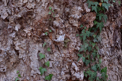 Full frame shot of ivy growing on tree trunk