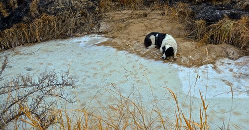 Dog in water