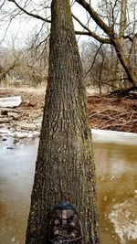 Reflection of tree in water