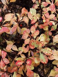 High angle view of pink flowering plant during autumn