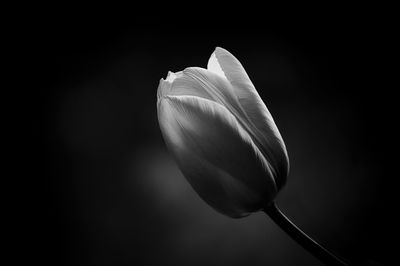 Close-up of white tulip against black background
