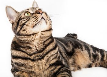 Close-up of cat