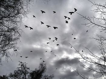 Low angle view of birds flying in sky