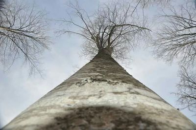 Low angle view of bare trees against sky