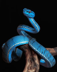 Close-up of blue lizard on black background