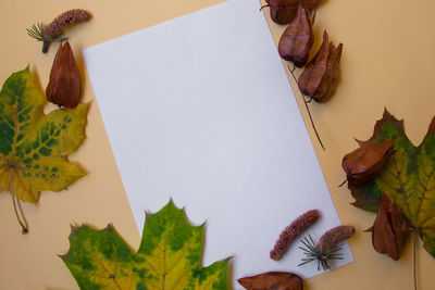 High angle view of maple leaves on table