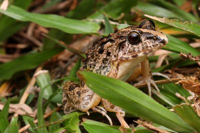 Close-up of frog on plant