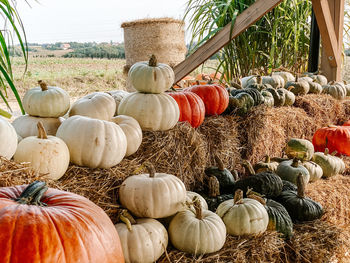 Various pumpkins for sale at market stall