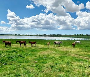 Horses grazing in a field