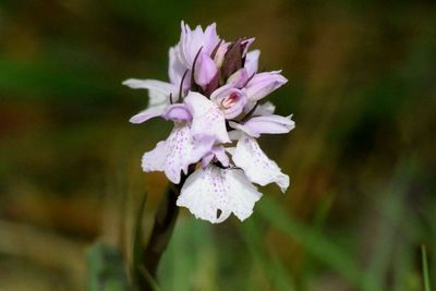 Close-up of flowers blooming outdoors