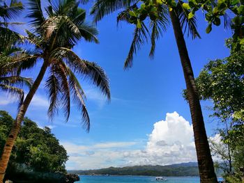 Palm trees against sky