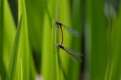 Close-up of insect on grass