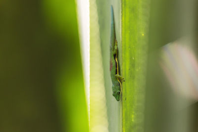 Close-up of insect on green plant