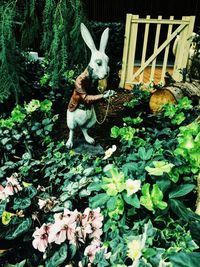 Dog amidst plants