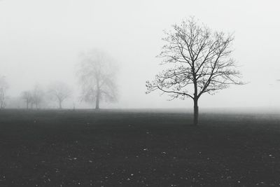 Bare tree in foggy weather