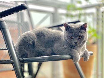 Close-up portrait of cat by railing