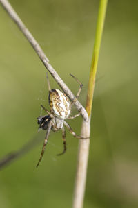 Close-up of spider