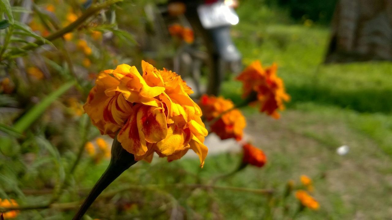 flower, growth, petal, fragility, freshness, focus on foreground, flower head, beauty in nature, close-up, blooming, nature, plant, yellow, orange color, in bloom, park - man made space, stem, blossom, outdoors, day