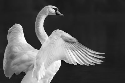 Close-up of swan flying