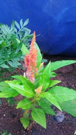 High angle view of plant with water