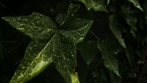 Close-up of wet plant