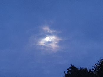 Low angle view of tree against sky at night