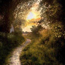 Road amidst trees on field against sky at sunset