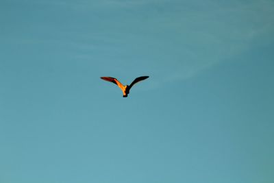 Low angle view of bird flying in sky