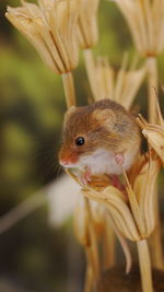 Close-up of a lizard