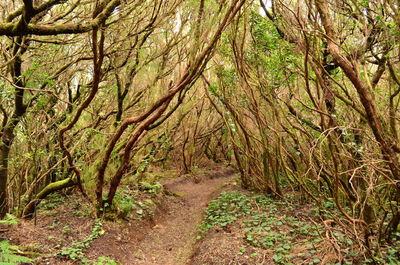 Full frame shot of trees