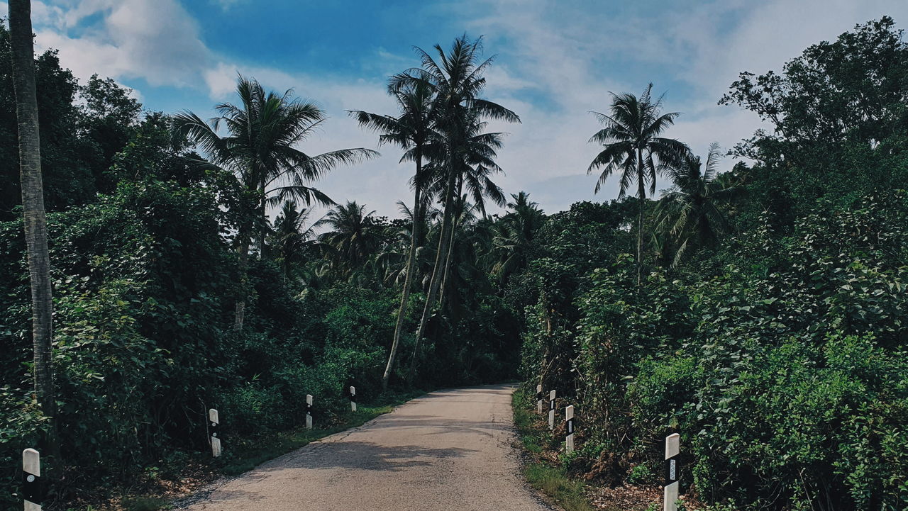 SCENIC VIEW OF TREES AGAINST SKY