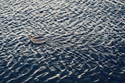 High angle view of turtle swimming in water
