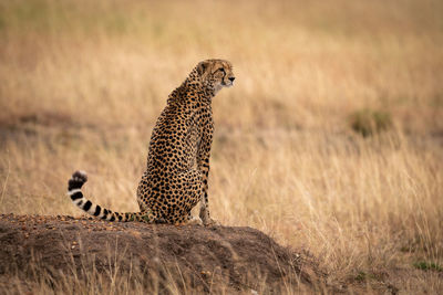 Cheetah on land