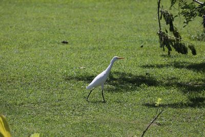 Bird on grassy field