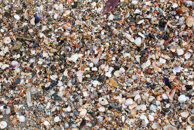 High angle view of shells on beach