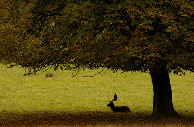 Ducks on tree