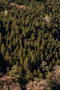 Pine trees in forest