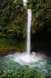 Scenic view of waterfall in forest