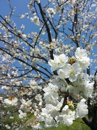 Low angle view of apple blossoms in spring