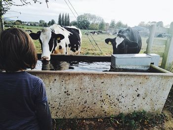 Girl standing against cows drinking water from trough