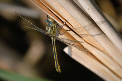 Close-up of insect on wood