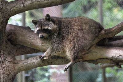 Portrait of lion relaxing on tree