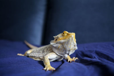 Close-up of a lizard on bed