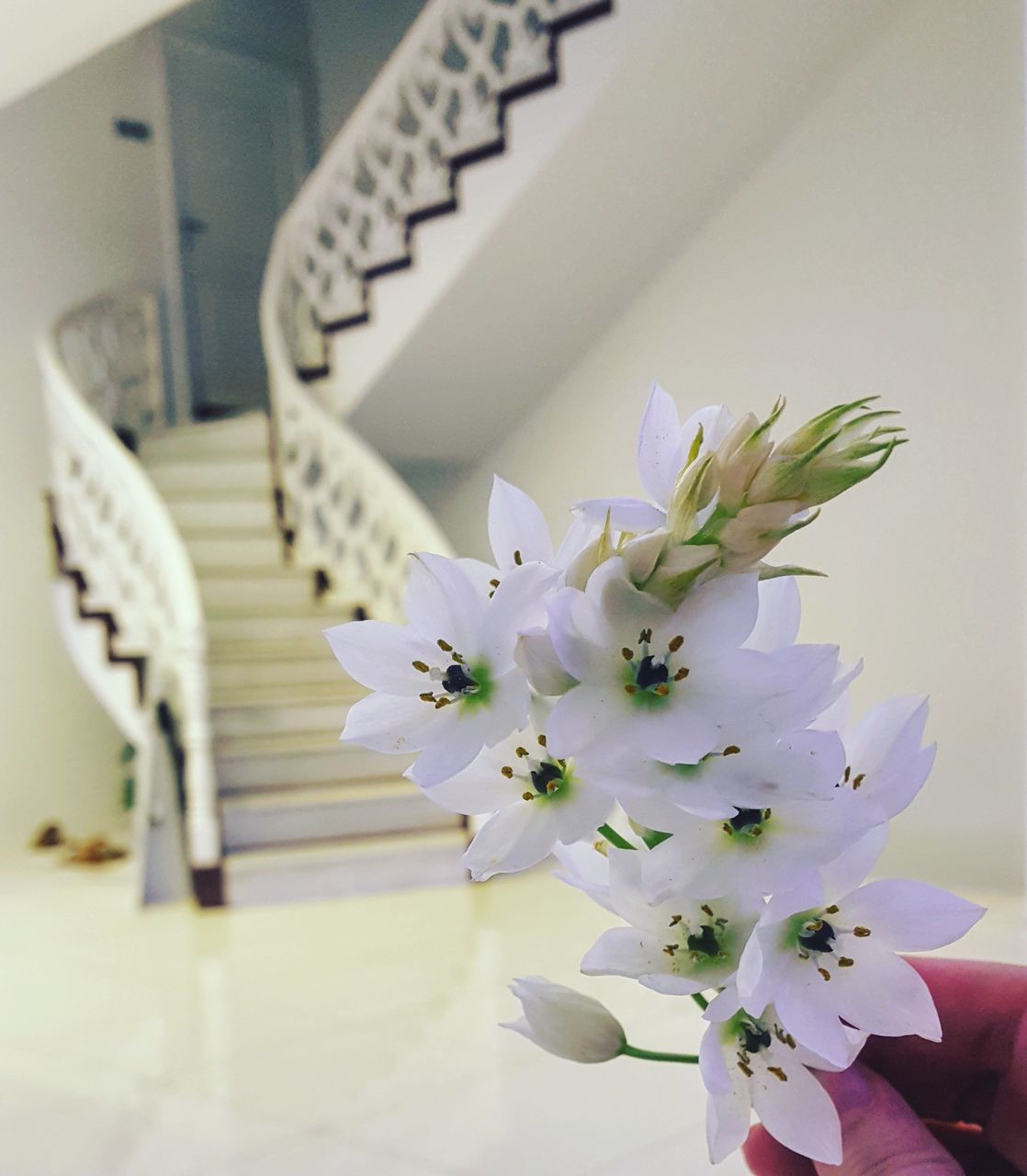 white color, flower, no people, indoors, close-up, beauty in nature, day, fragility, flower head, freshness, nature